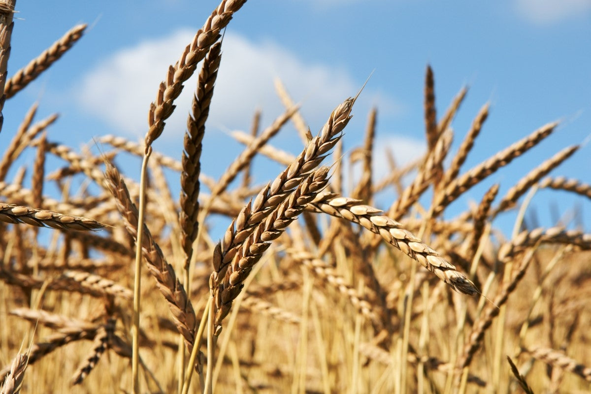 Dinkel-Unverträglichkeit – Heilwirkung und Anwendung