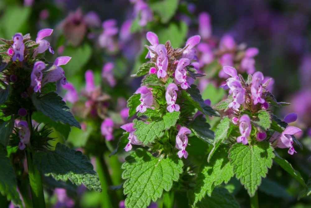 Taubnessel