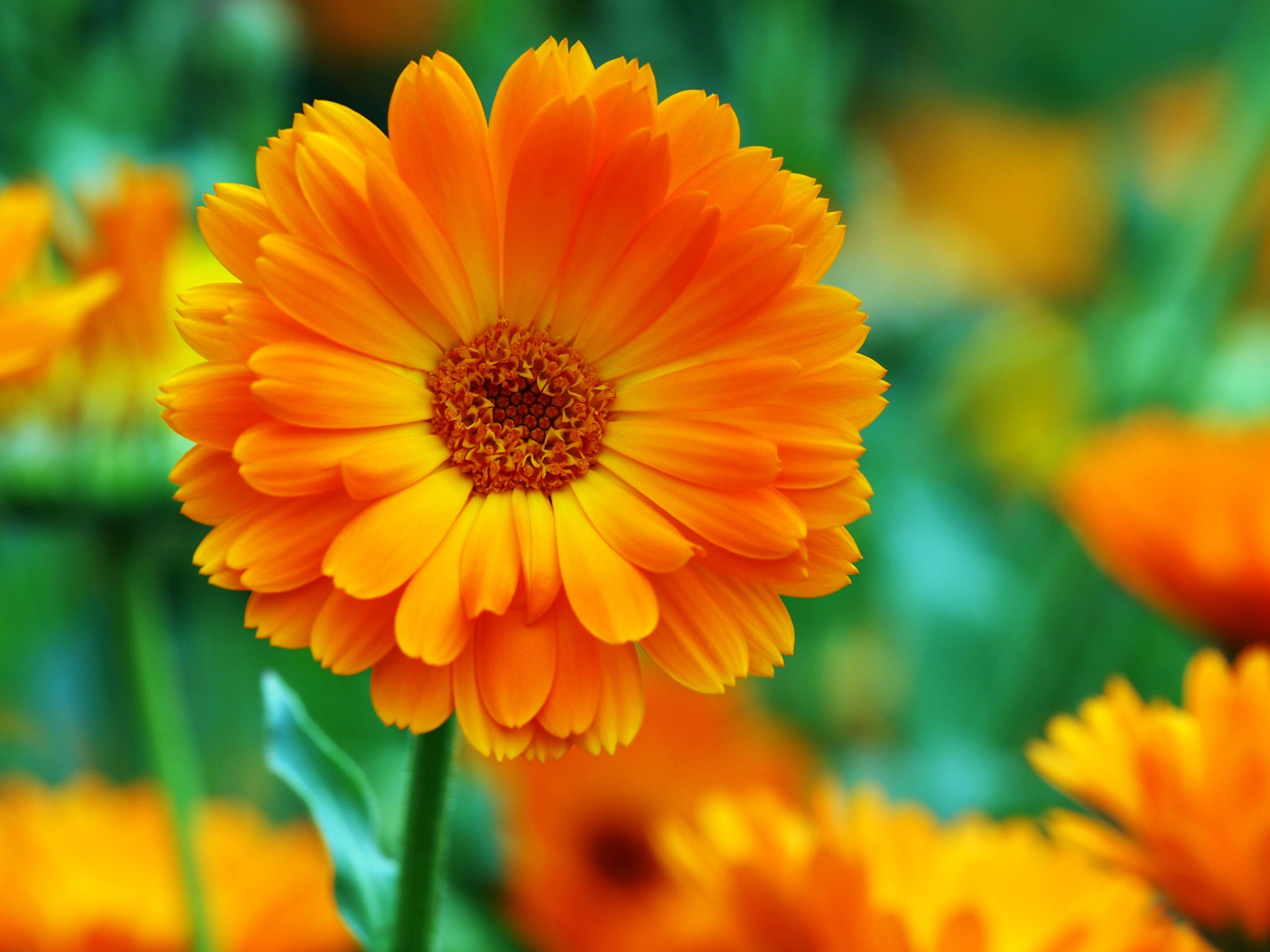 Alles über die Ringelblume