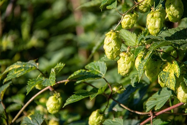 Hopfen