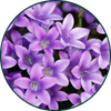 Veilchen